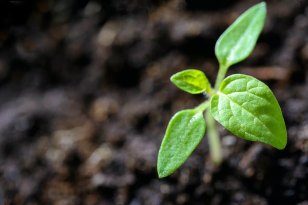 Finding New Growth Opportunities With Competitive Intelligence